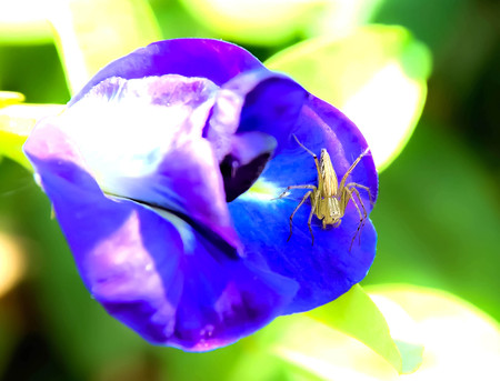 Spiders captured on pea flowers makes its intersection with the color of pea markedly.の写真素材