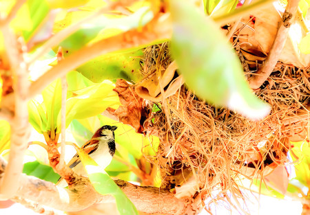 Sparrow is an animal who is always careful to make it easy to panic.の写真素材