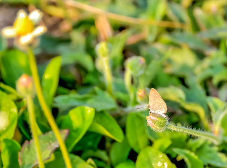 Butterfly perched on a break with dry leaves after a long flight.の写真素材