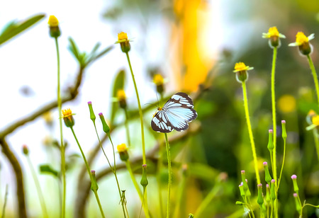 Butterfly caught on the flowers for nectar feeders.の写真素材