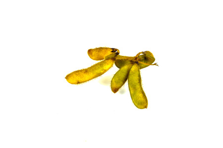 When boiled soya and when it's done, we will have for snacks.の写真素材