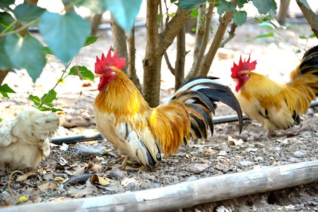 Chicken is a group to take care of each other when disaster comes near them.