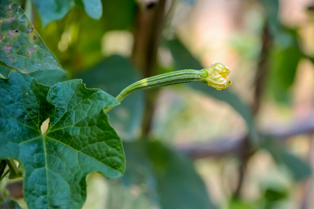 Zucchini is a biennial plant that can take the ball and leaves it edible.の写真素材