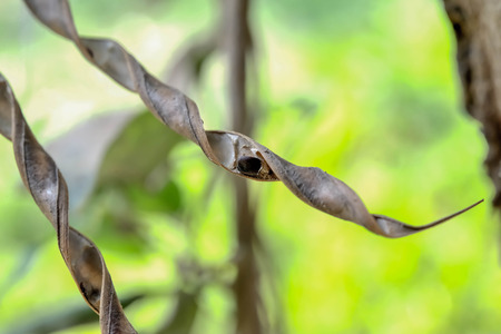 When the husks too old, it will be split so that the seeds inside the pods fall down toward the ground and was so new.の写真素材