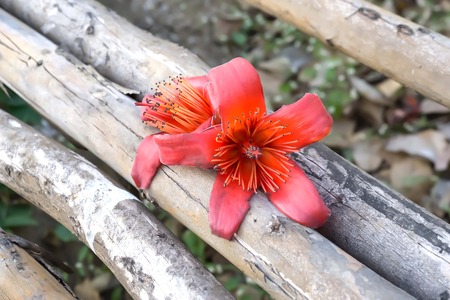 Red Cotton flowers fall to the ground, but remains intact because its petals are thicker than other types of flowers.の写真素材