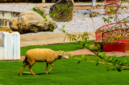 Sheep were allowed to take its fur to make clothing production.の写真素材