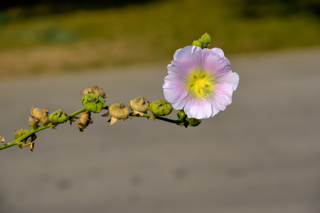 When the flowers bloom, it will show its pollen.