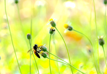 The bee is collecting nectar from flowers.の写真素材
