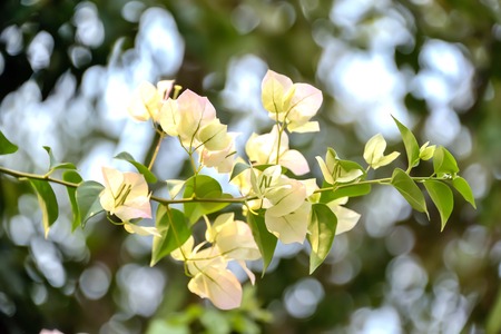 Bougaville flowers that look no beauty. Naturally, therefore, the petals are beautiful.