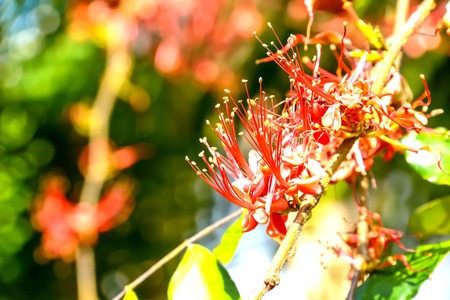 Red flowering tree branches make it look beautiful.の写真素材
