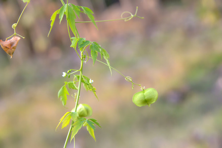 Cucurbits is a biennial plant with tentacles used for adhesion to the top of which was fully exposed to the sun.の写真素材