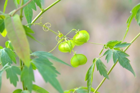 Cucurbits is a biennial plant with tentacles used for adhesion to the top of which was fully exposed to the sun.の写真素材