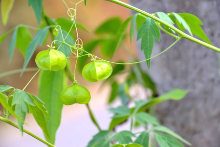 Cucurbits is a biennial plant with tentacles used for adhesion to the top of which was fully exposed to the sun.の写真素材