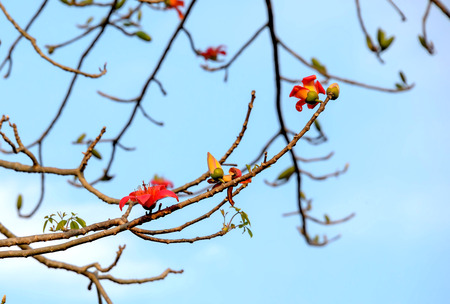 The opera red flowers in summer. The flowers are bright red, visible in the distance.の写真素材