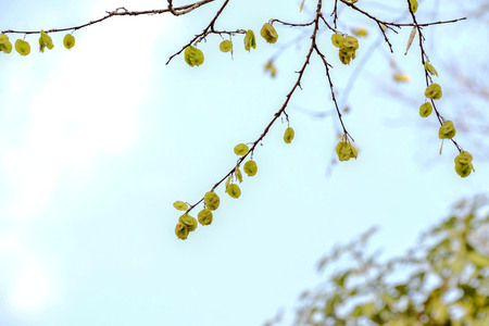 Wild fruits off the branches. We can not keep up.の写真素材