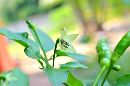 Pepper flower is a flower with the stamens and pistil in the same flower.の写真素材