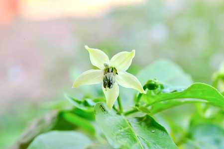 Pepper flower is a flower with the stamens and pistil in the same flower.の写真素材