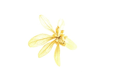 Dried flowers can be made into flowers that are more durable than fresh flowers.の写真素材