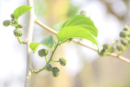 The popularity of Thailand's soft roller and then to eat curry or boiled.の写真素材