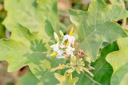 Show eggplant flower blooming yellow stamens against a white petals.の写真素材