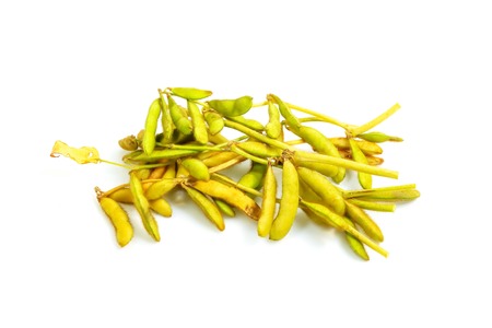 Beans are annual crops that provide food protein.の写真素材