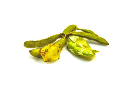 Beans are annual crops that provide food protein.
