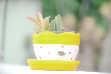 We can grow beautiful potted plants to achieve outstanding.の写真素材