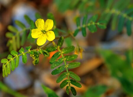 Wildflowers start blooming and colorful forests more attractive.の写真素材