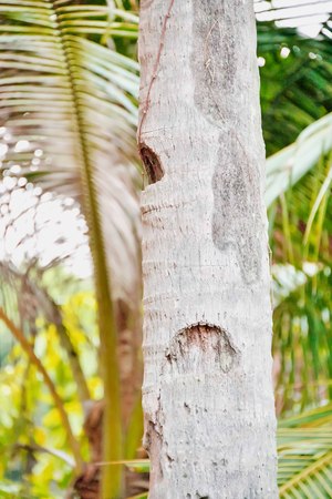 Coconut trees are a notch above the bar for ease of climbing picking coconuts.の写真素材