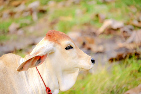 Currently, cattle were fed a diet that can provide both meat and milk.