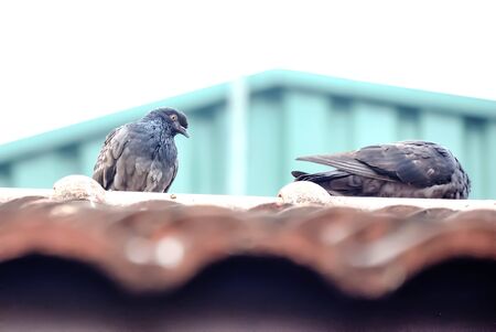 Pigeons are birds that have a good memory to remember the legacy of it. Even if we take it out of it so far. It can be returned to them.の写真素材