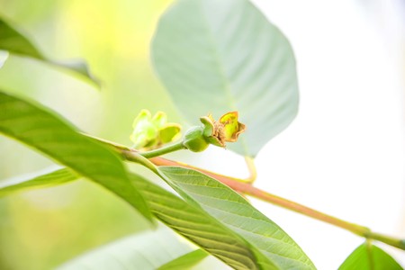 Guava was issued pollen has not dropped out yet.の写真素材