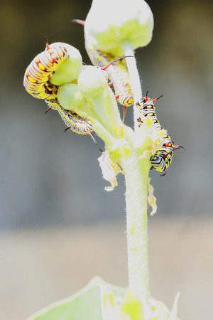 Together the four worms are eating the flowers carefully.の写真素材