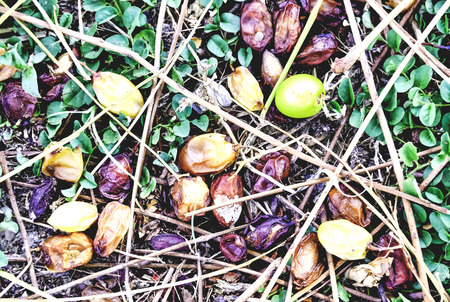 Neem as a medicinal plant species can be soft edible. When flowers bloom and then to keep the ball, which in the past led to anthelmintics.の写真素材