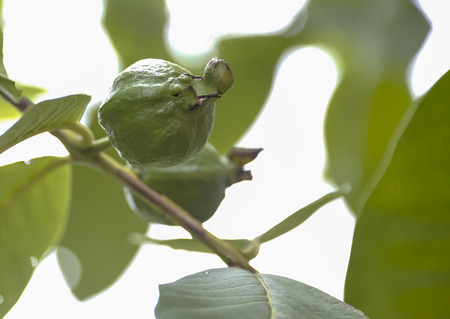Guava was the new the ball is not big and the color is dark green.の写真素材
