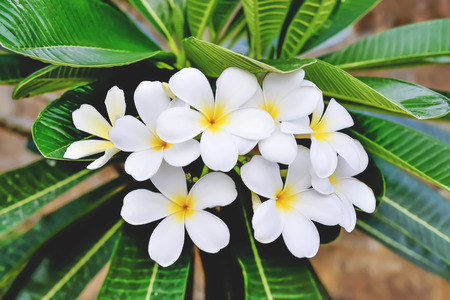Frangipani flower is a flower and bloom at different times.の写真素材