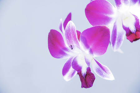 Orchids are blooming wind afternoon without causing bruised petals.の写真素材