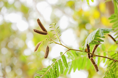 Now the giant mimosa seeds are dark brown and then fall it soon took on a new one.の写真素材