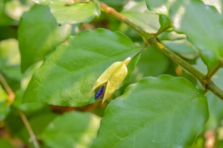 Flowers do not bloom, I will reveal some of the petals.の写真素材