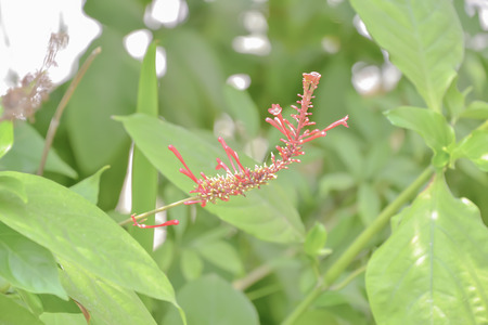 Red flowers are in full bloom, but do not fly into it.の写真素材