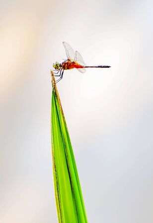 Dragonflies are clamped on the end of branches.の写真素材