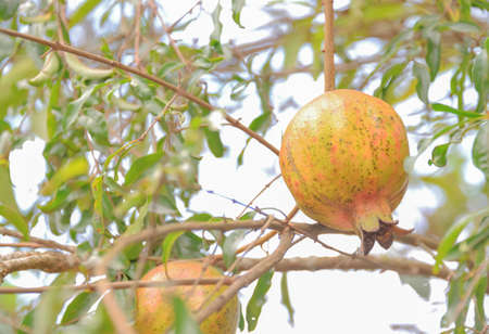 Pomegranate peel with traces of penetration of insects.
