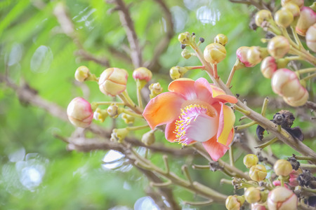 Cannonball flower is a flower without fragrance.の写真素材