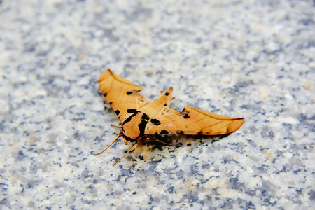 Moth is an insect that has no color spectacular.の写真素材