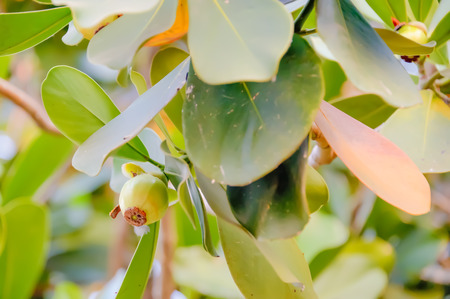 Wild fruits were not ripe to be attached to the branches all the time.の写真素材
