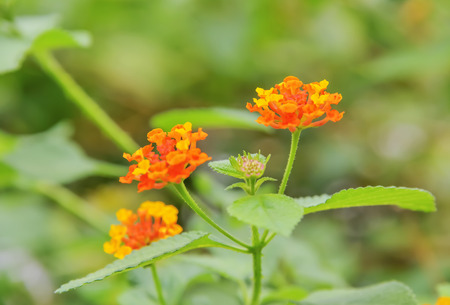 Baan Phakakrong blooming well as the Commission have both small and large flowers.の写真素材