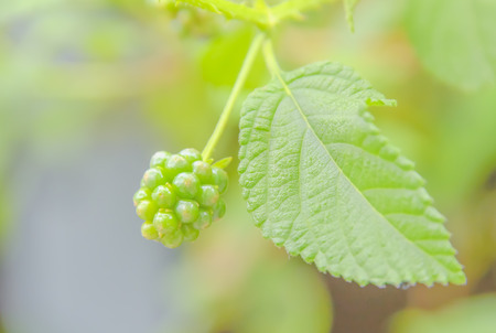 Baan Phakakrong out a bunch of pills, and now it will fall to the fullest.の写真素材