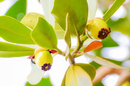 Wild fruits were not ripe to be attached to the branches all the time.の写真素材