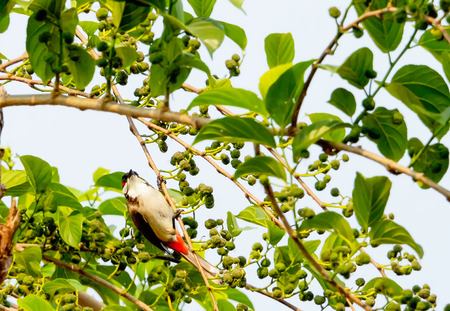 Birds are gripping the stick with a single.の写真素材