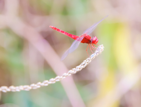 Dragonflies are clamped on the end of branches.の写真素材